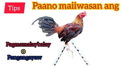 sabungan ng manok in english|SABONG (Tagalog).